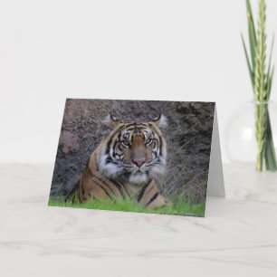 Bengal Tiger Greeting Card (4765)
