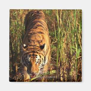 Bengal tiger in wetlands magnet