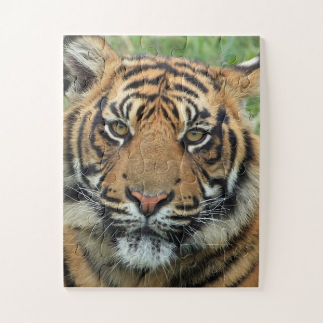 BENGAL TIGER JIGSAW PUZZLE (Vertical)