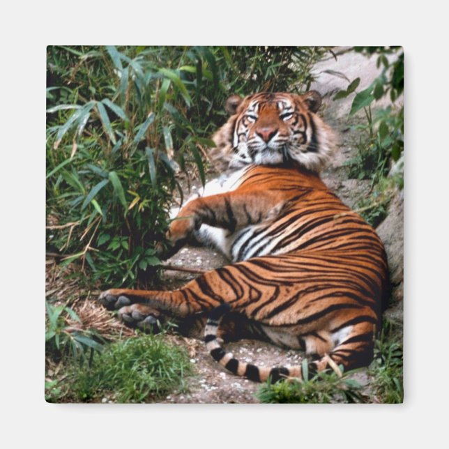 Bengal Tiger Magnet (Front)