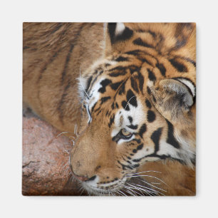 Bengal Tiger Magnet
