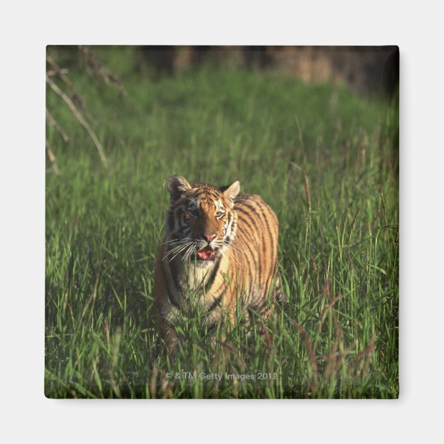Bengal tiger magnet (Front)