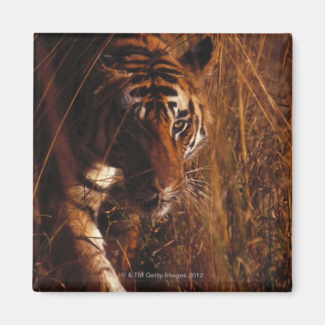 Bengal Tiger Magnet (Front)