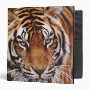 Bengal Tiger, Panthera tigris Binder