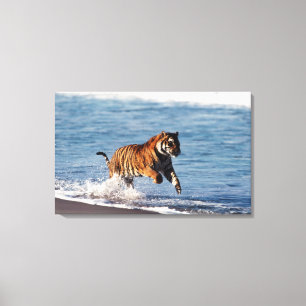 Bengal Tiger (Panthera Tigris) Canvas Print