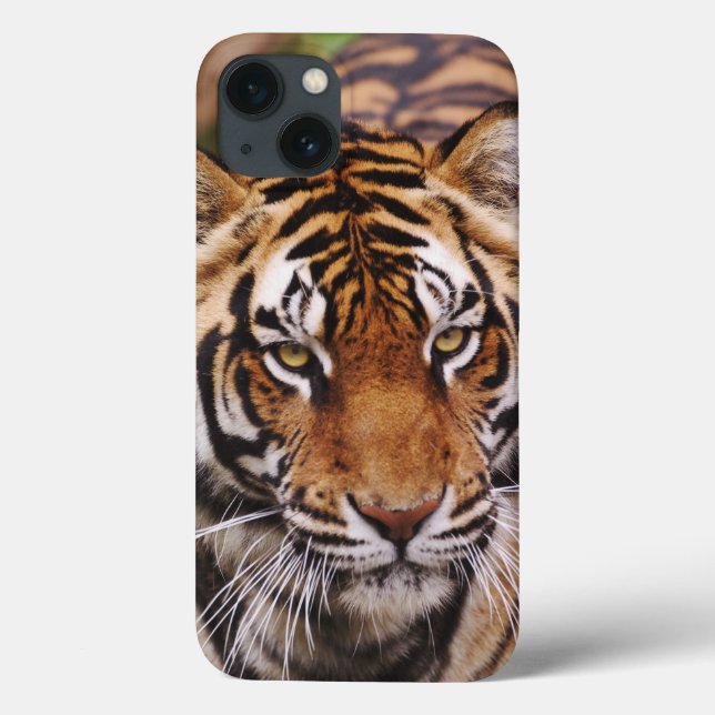 Bengal Tiger, Panthera tigris Case-Mate iPhone Case (Back)