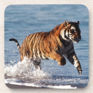Bengal Tiger (Panthera Tigris) Coaster