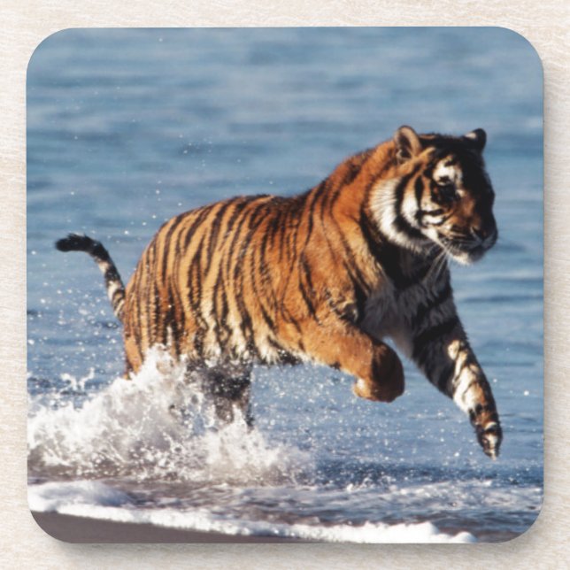 Bengal Tiger (Panthera Tigris) Coaster (Front)