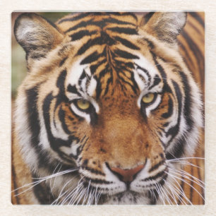 Bengal Tiger, Panthera tigris Glass Coaster