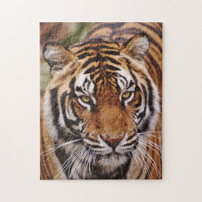 Bengal Tiger, Panthera tigris Jigsaw Puzzle (Vertical)