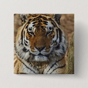 Bengal Tiger, Panthera tigris, Louisville Zoo, 2 Inch Square Button