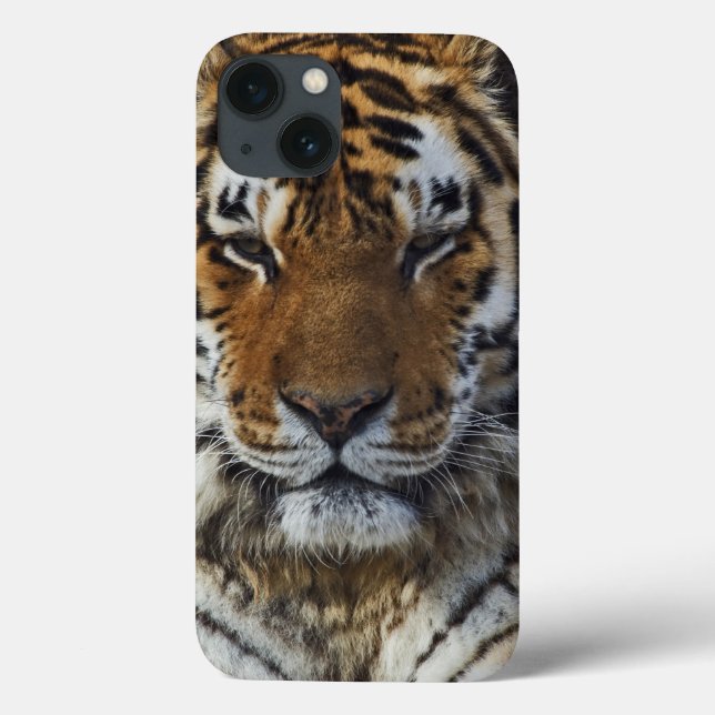 Bengal Tiger, Panthera tigris, Louisville Zoo, Case-Mate iPhone Case (Back)