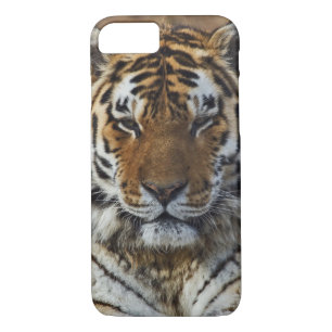Bengal Tiger, Panthera tigris, Louisville Zoo, iPhone 8/7 Case