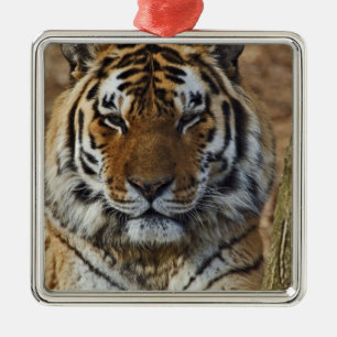 Bengal Tiger, Panthera tigris, Louisville Zoo, Metal Ornament