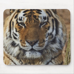 Bengal Tiger, Panthera tigris, Louisville Zoo, Mouse Pad