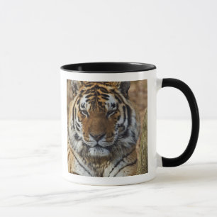 Bengal Tiger, Panthera tigris, Louisville Zoo, Mug