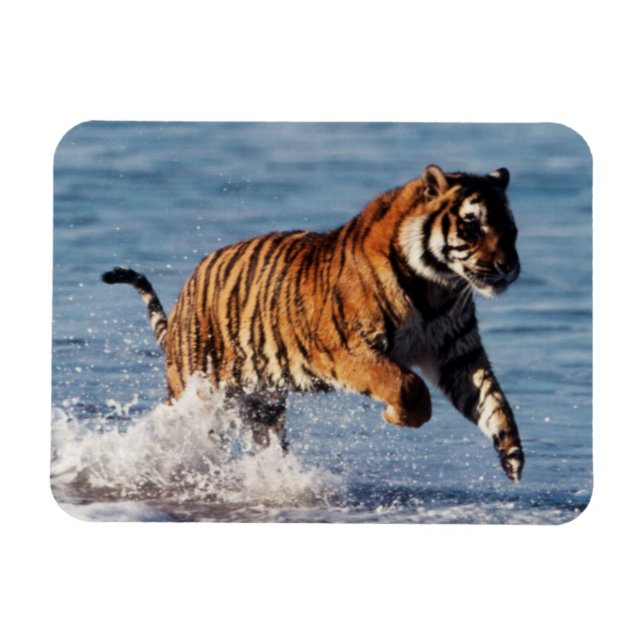 Bengal Tiger (Panthera Tigris) Magnet (Horizontal)
