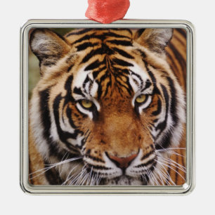 Bengal Tiger, Panthera tigris Metal Ornament