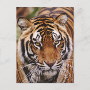Bengal Tiger, Panthera tigris Postcard