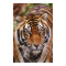 Bengal Tiger, Panthera tigris