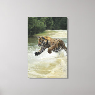 Bengal tiger (Panthera tigris tigris) charging Canvas Print