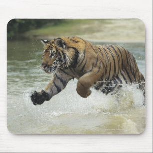 Bengal tiger (Panthera tigris tigris) charging Mouse Pad