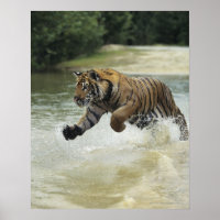 Bengal tiger (Panthera tigris tigris) charging