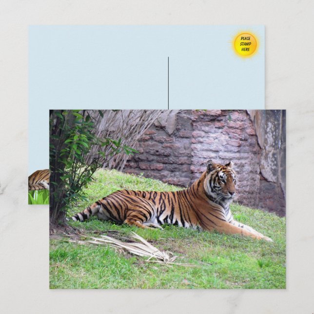Bengal Tiger Postcard (Front/Back)