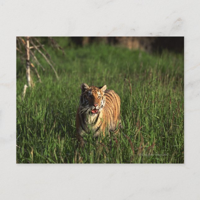 Bengal tiger postcard (Front)