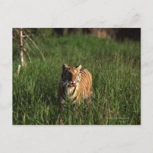 Bengal tiger postcard