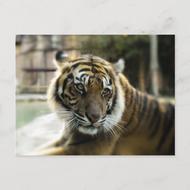 Bengal Tiger Postcard (Front)