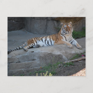 Bengal Tiger Postcard
