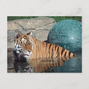 Bengal Tiger Postcard #1