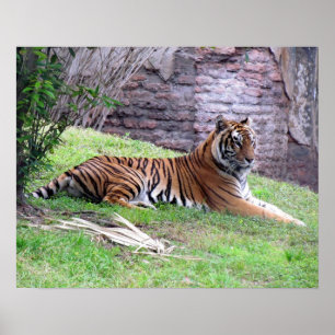 Bengal Tiger Poster