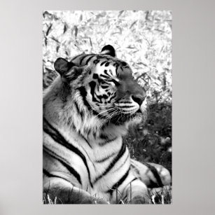 Bengal Tiger Profile in Black and White Poster
