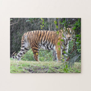 Bengal Tiger Puzzle