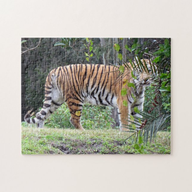 Bengal Tiger Puzzle (Horizontal)