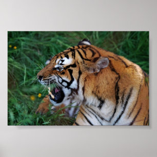 Bengal Tiger showing its fangs Poster