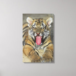 Bengal tiger yawning canvas print