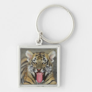 Bengal tiger yawning keychain