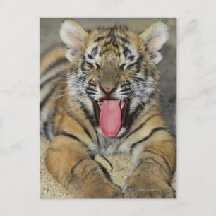 Bengal tiger yawning postcard