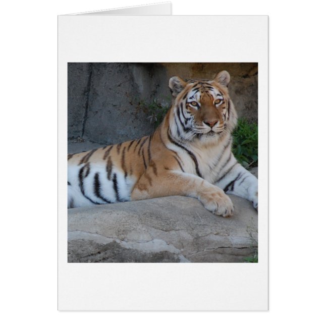 Bengal Tigers (Front)