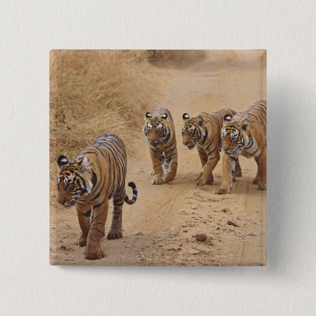 Bengal Tigers 2 Inch Square Button (Front)