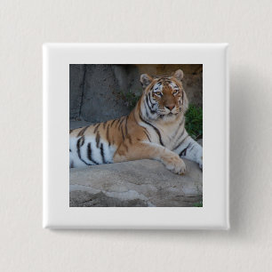 Bengal Tigers 2 Inch Square Button