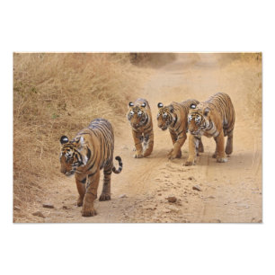 Bengal Tigers Photo Print
