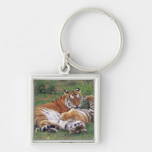 Bengal tigers playing keychain