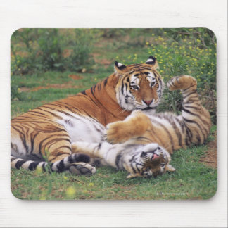 Bengal tigers playing mouse pad