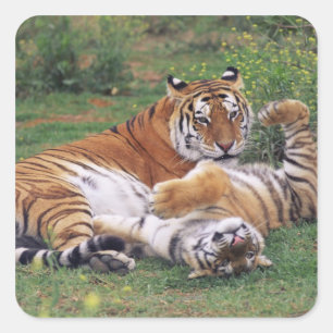 Bengal tigers playing square sticker