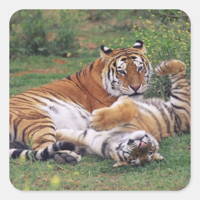 Bengal tigers playing square sticker (Front)