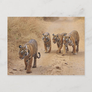 Bengal Tigers Postcard